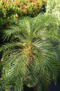 Phoenix Palm Tree in Cement Pot : 3 to 3.5 Feet (Plant Height)