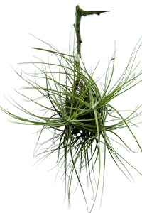 Tillandsia schiedeana Plant :  8 to 12 Inches (Plant Spread)