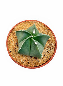 Astrophytum Myriostigma Lem. Plant in Plastic Pot