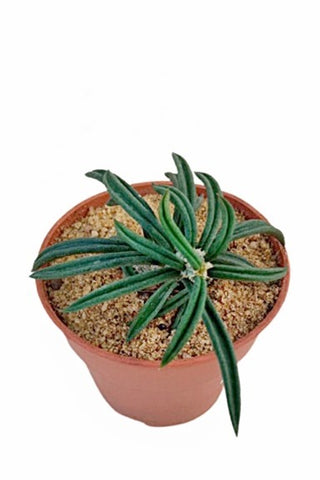 Euphorbia Waringiae Plant in Plastic Pot
