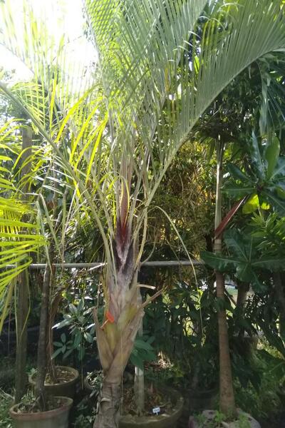Triangle Palm Plant in Cement Pot : 8 to 10 Feet (Plant Height)