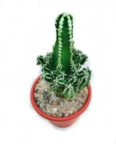 Acanthocereus Tetragonus Cactus Plant (Fairy Castle) in Plastic Pot