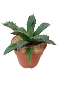 Agave Salmiana Plant in Plastic Pot