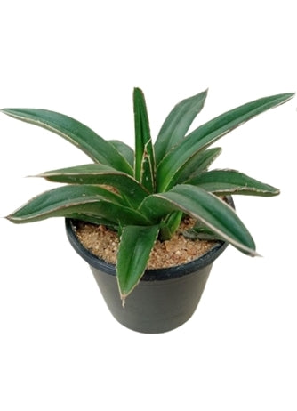 plastic agave plant Agave Victoriae Reginae Plant in Plastic Pot – Plants & Plants Supercentre