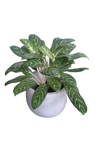aglaonema schott Aglaonema Commutatum Schott Plant in a Titanium Finished Cement Pot –  Plants & Plants Supercentre
