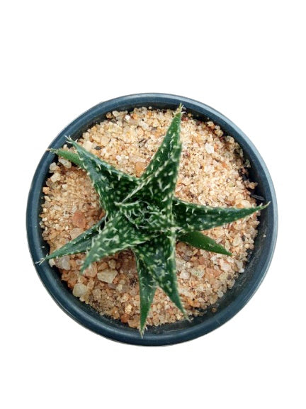 Aloe Aristata Plant in Plastic Pot
