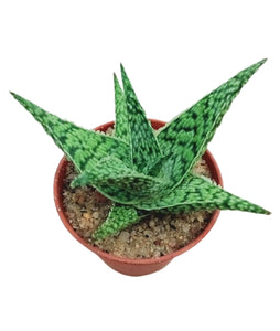 Aloe Rauhii Reynolds Plant in Plastic Pot