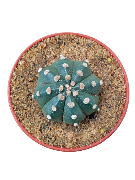 Astrophytum Asterias Ooibo Cactus Plant in Plastic Pot – Plants & Plants  Supercentre