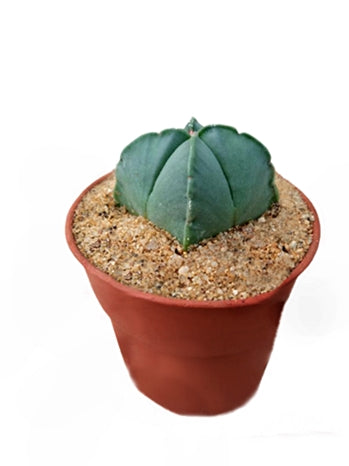 Astrophytum Myriostigma Nudum Cactus Plant in Plastic Pot