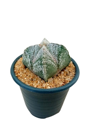 Astrophytum Myriostigma Plant in Plastic Pot
