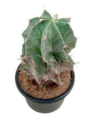 Astrophytum Cactus Plant in Plastic Pot : 12 to 14 cm (Plant Height)