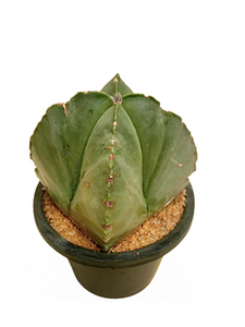 Astrophytum Cactus Plant in Plastic Pot : 6 to 7 cm (Plant Height)