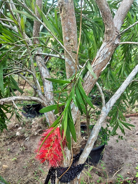 Bottlebrush Plant in Cement Pot : 7 to 8 Feet (Plant Height)