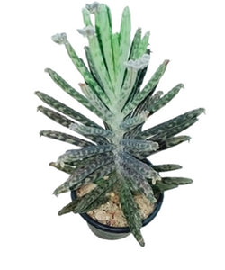 Bryophyllum Delagoense Plant in Plastic Pot