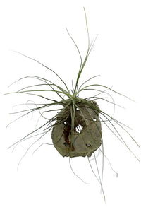 Tillandsia festucoides  Plant : 8 to 10 Inches (Plant Spread)