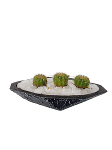 Cactus in a Decorative Pot