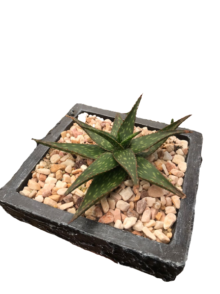Cactus in a Square Decorative Pot