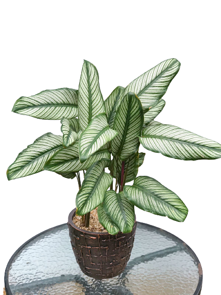 Calathea Plant in Decorative Pot