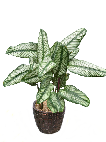 Calathea Plant in Decorative Pot