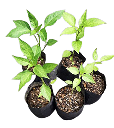 Chilli Plants in Poly Bags