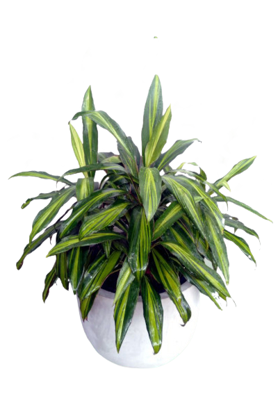 Cordyline Glauca verigated Plant with Titanium Finished Painted Cement Pots - 2 to 3 Feet (Plant Height)