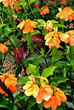 Crossandra Infundibuliformis Plant in Poly Bags : 10 to 15 Inches (Plant Height)