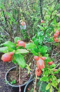Promoganate Plant
