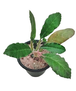 Dorstenia Foetida