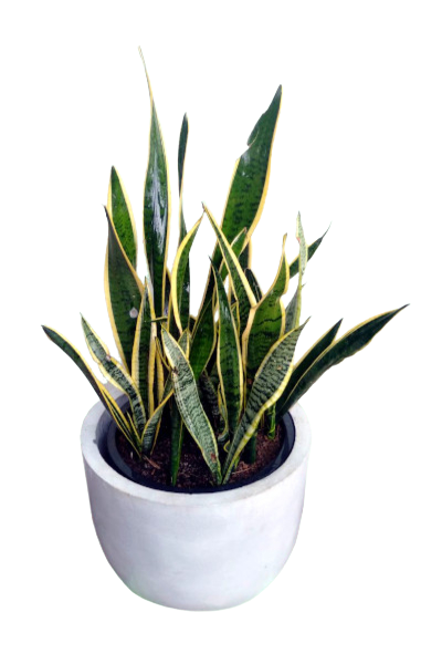 Dracaena Trifasciata Plant with Titanium Finished Painted Cement Pots - 2 to 3 Feet (Plant Height)