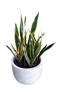 Dracaena Trifasciata Plant with Titanium Finished Painted Cement Pots - 2 to 3 Feet (Plant Height)
