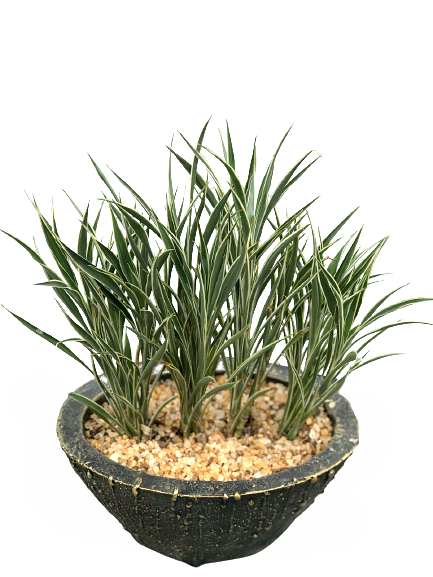 Dracaena sanderiana ‘Celles’ in Decorative Pot
