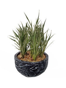 Dracaena sanderiana ‘Celles’ in Decorative Pot