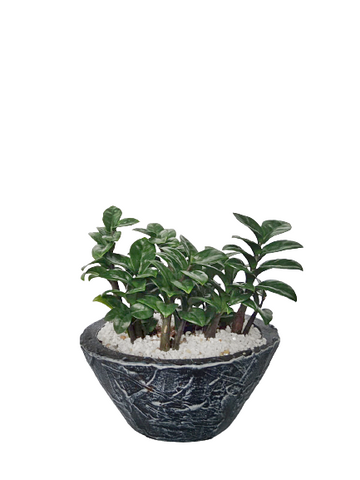Drawf ZZ Plant in Oval Shaped Decorative Pot