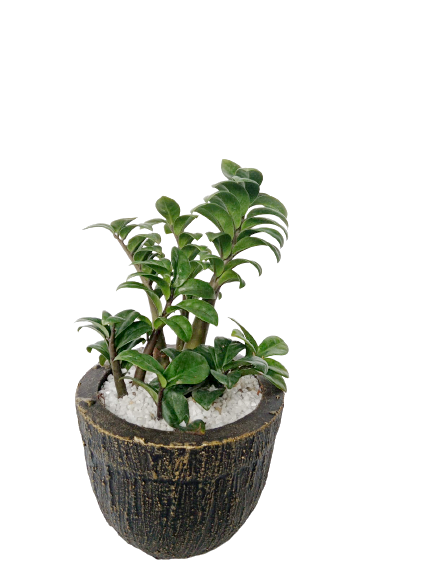 Drawf ZZ Plant in Bucket Shaped Decorative Pot