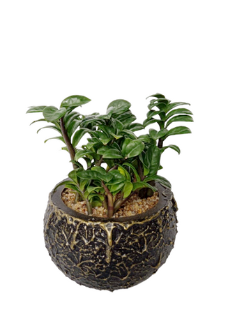 Drawf ZZ Plant in Round Shaped Decorative Pot