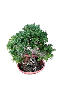 Dwarf Atteriya Plant in Bonsai Tray : 20 to 24 Inches (Display Height)