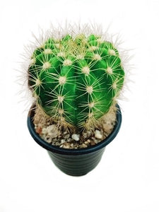 Echinocactus Grusonii Barrel Cactus in Plastic Pot