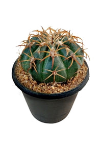 Echinocactus Texensis in Plastic Pot