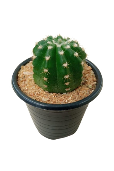 Echinopsis Eyriesii Cactus Plant in Plastic Pot