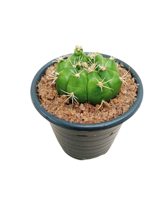 Echinopsis Cactus Plant in Plastic Pot : 1 to 2 cm (Plant Height)