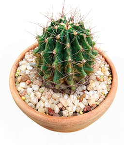 Echinopsis Cactus Plant in Terracotta Pot : 9 cm (Plant Height)