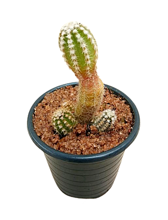 Espostoa Cactus in Plastic Pot