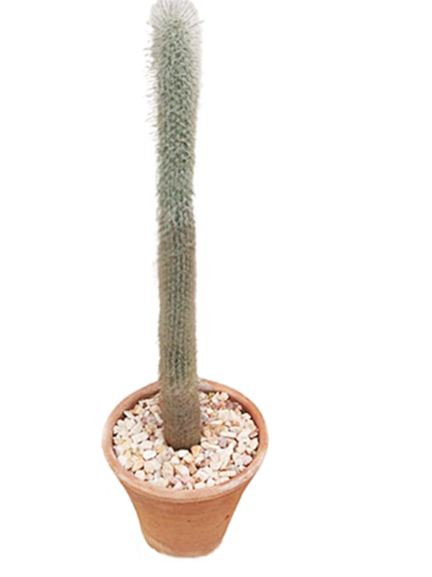 Espostoa Cactus Plant in Terracotta Pot : 45 cm (Plant Height)