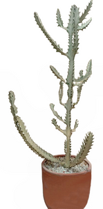 Euphorbia Cactus Plant in Terracotta Pot : 2.5 ft (Plant Height)