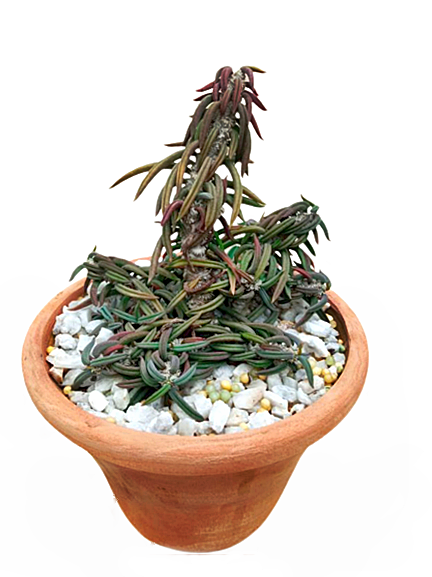 should i remove plant from plastic pot Euphorbia Plant in Plastic Pot – Plants & Plants Supercentre