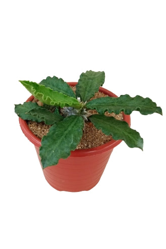 Euphorbia Decary