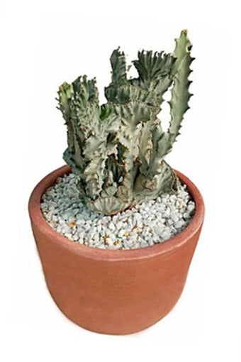 Euphorbia Lactea Plant in Terracotta Pot