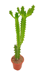 Euphorbia Plant in Plastic Pot