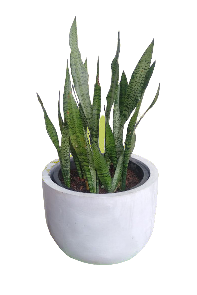 Feral Dracaena Trifasciata with Titanium Finished Painted Cement Pots - 2 to 3 Feet (Plant Height)