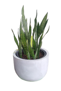 Feral Dracaena Trifasciata with Titanium Finished Painted Cement Pots - 2 to 3 Feet (Plant Height)
